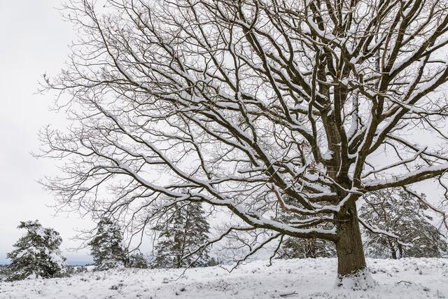 11 Schneelandschaft
in der Mehlinger Heide aufgenommen | Foto: Elmer Geissler