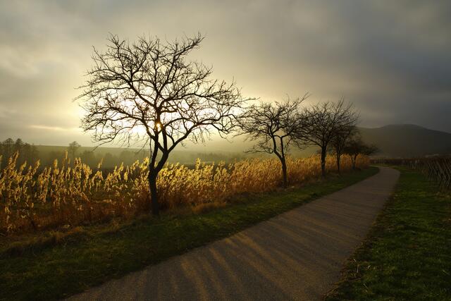 37 Goldene Stunde in den Weinbergen bei St. Martin | Foto: Werner Traudt
