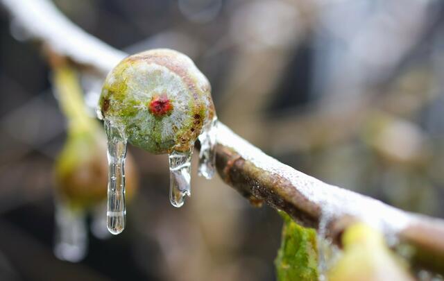 50 Feige im Eisregen  Mutterstadt  | Foto: Maike Müller