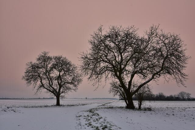 41 Wintertag bei Kandel | Foto: Jürgen Fischer