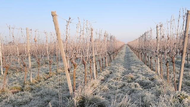 3 Frostige Zeiten am Vormittag im Wingert zwischen Meckenheim und Niederkirchen. | Foto: Sonja Weinhold