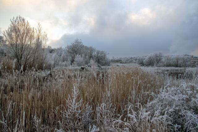 17 Winterstimmung im Geopark Dachsberg bei Göllheim | Foto: Uwe Nielsen