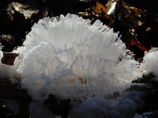 13 Haareis Höringen | Foto: Iris Weger