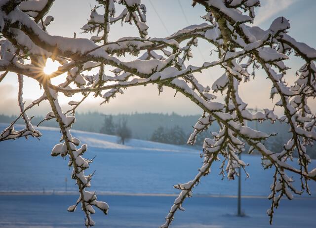 35 Schneezauber bei Sonnenschein in der Pfalz

Ort: Schallodenbach (Kreis Kaiserslautern) | Foto: Eda Tümkaya