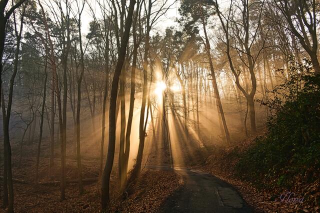 18 Weg hinauf zum Hambacher Schloss | Foto: Ilona Schäfer