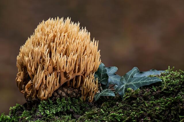 24 Korallenpilz, gefunden im Rülzheimer Wald | Foto: Beate Wurster