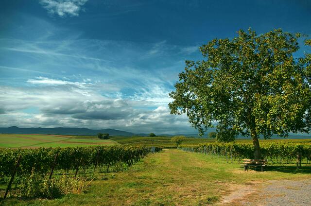 52 Es wird herbstlich bei Dierbach | Foto: Werner Traudt