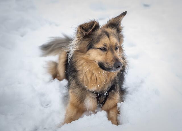 16 Chillen im Schnee in der Pfalz

Ort: Katzweiler (Kreis Kaiserslautern) | Foto: Eda Tümkaya