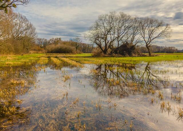5 "Land unter" am Fischerweg in der Rheinaue bei Neupotz. | Foto: Hans Werner Merzhäuser