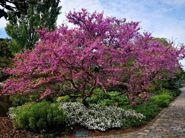 17 Hermannshof in Weinheim  | Foto: Roswitha Bauer