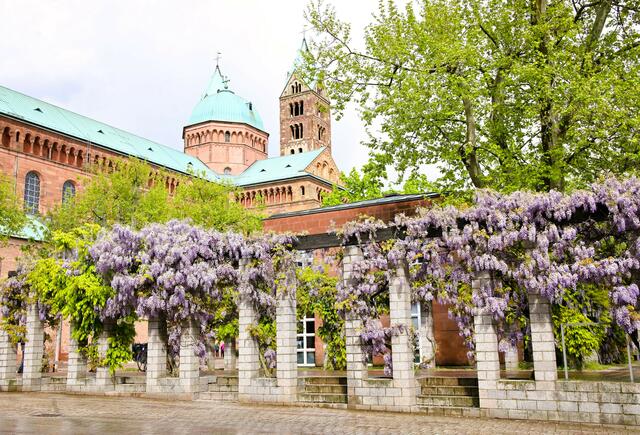 26 Dom zu Speyer mit Blauregen  | Foto: Maike Müller