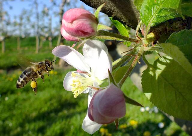 40 Im richtigen Moment auf den Auslöser gedrückt! Die fleißige Biene hat schon gute Arbeit geleistet und ist gut bepackt mit Blütenpollen der zu dieser Zeit blühenden Apfelbäume in Meckenheim. Dort entstand die Aufnahme. | Foto: Angelika Bullinger
