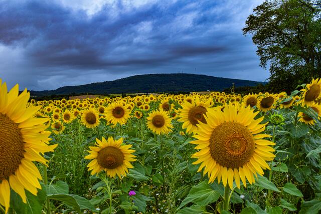 26 Blick auf den Donnersberg kurz vor einem Gewitter | Foto: Jan Grünhagen