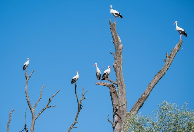 47 Störche versammeln sich vor dem Abflug in den Süden im Auwald bei Leimersheim | Foto: Wilfried Glauber
