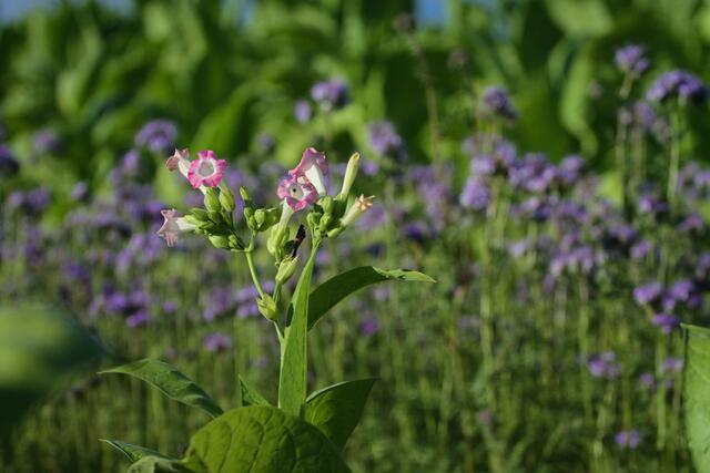 23 Typisch für die Region um Hatzenbühl, Hayna und Herxheim: die Tabakpflanze. Zwischen den Reihen wurden dieses Jahr Blühstreifen angelegt | Foto: Katharina Jochim