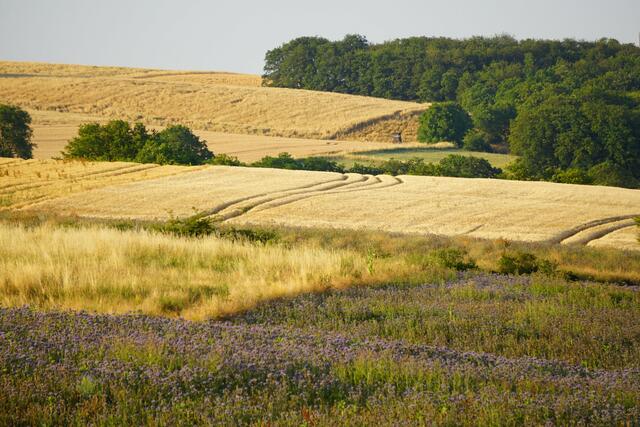 43 Goldene Felder in Schiersfeld | Foto: Nova Cosma Lubka-Kaminski