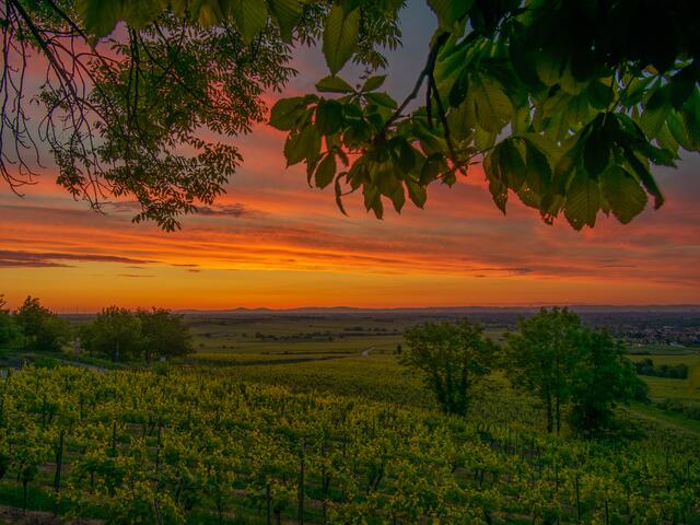 5 Morgendlicher Blick von Herxheim/Berg über die Weinberge Rtg. Odenwald | Foto: Volker Fleckser