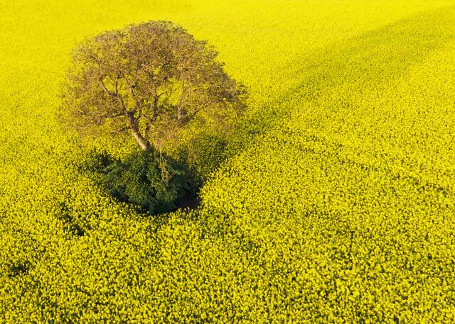 4 Hochstadt in blühendem Gelb | Foto: Hans Werner Merzhäuser