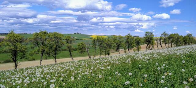 28 Pusteblumen auf der Sickingerhöhe | Foto: Isabel Linn-Rothhaar