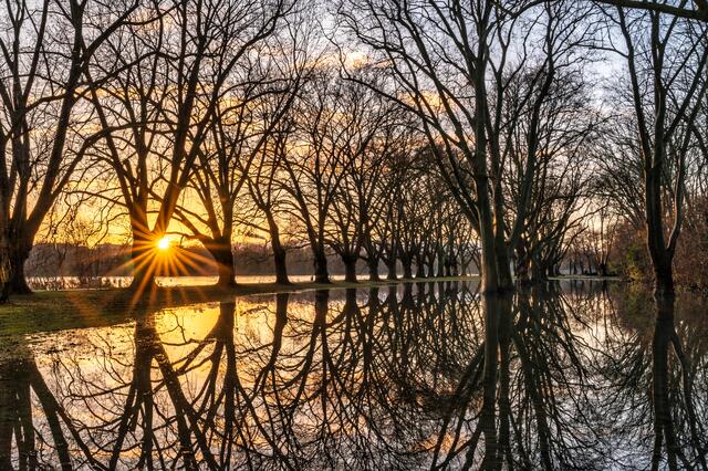 2 Sonnenaufgang nach dem Hochwasser auf der Ludwigshafener Parkinsel | Foto: Ralph Beetz