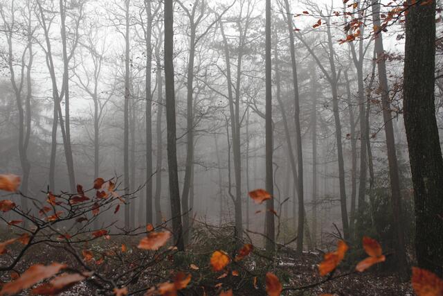 31 Frühnebel auf dem Potzberg im November 2023 | Foto: Julia Litzenberger