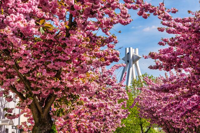 4 Kirschblüte in einer Straße in Ludwigshafen mit Blick auf den Pylon | Foto: Ralph Beetz