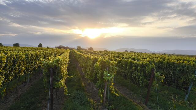 10 Schnappschuss von den Weinbergen in der Nähe von Babelroth am 24.08.2024 | Foto: Thomas Kistner