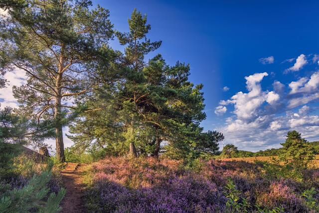20 Mehlinger Heide | Foto: Jürgen Leis