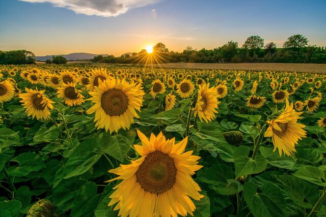 7 Sonnenuntergang hinter einem Sonnenblumenfeld bei Kleinfischlingen/Südpfalz | Foto: Volker Fleckser