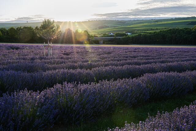 41 Lavendelfeld bei Grünstadt-Asselheim | Foto: Georg Beck