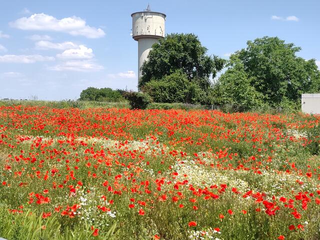 23 Kornblumenfeld vor Lustadter Wasserturm  | Foto: Johannes Schneider