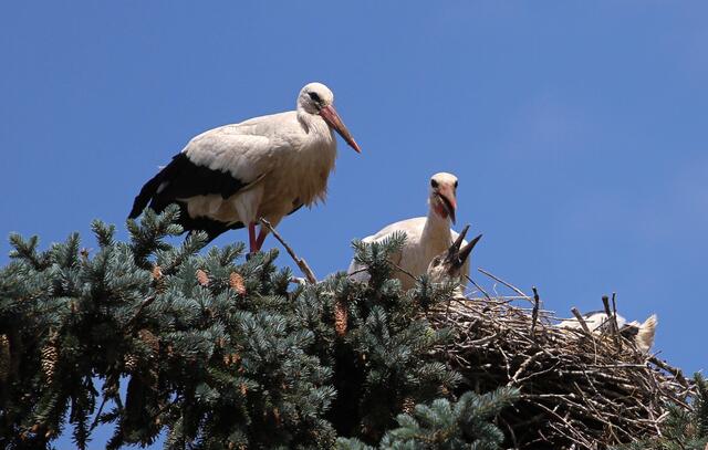 29 Hungriger Nachwuchs bei Familie Sorch in Herxheim | Foto: Katharina Jochim