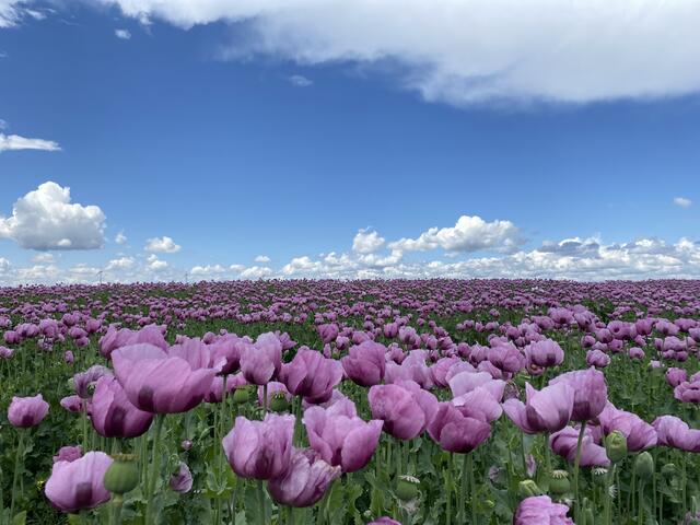 18 Mohnblumenfeld in Quirnheim | Foto: Jennifer Gressmann