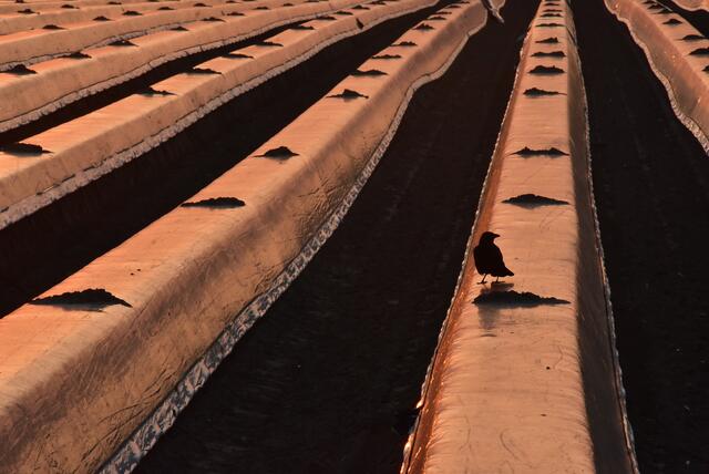 23 Spargelreihen im Abendlicht bei Dudenhofen | Foto: Gerhard Hoffmann