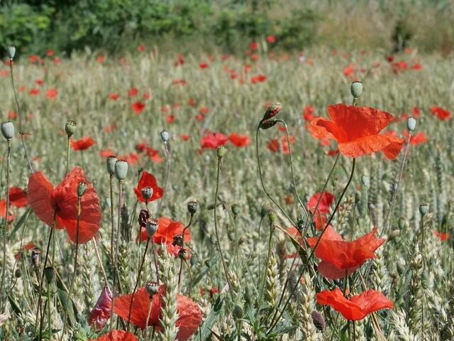 37 Mohnblumen auf einem Feld zwischen Lambsheim und Weisenheim am Sand | Foto: Winfried Zombik