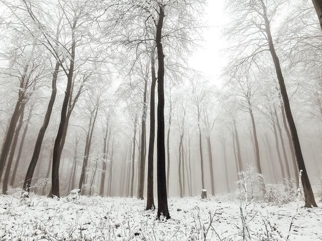 15 Donnersberger Wald im Winter | Foto: Tamara Schally