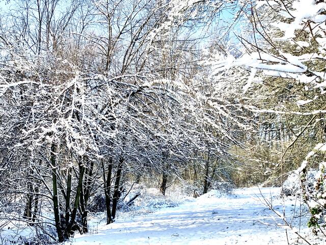 25 Ein Schnee‘erleben zum Träumen … leider nur für 3 Tage zwischen Großkarlbach und Bissersheim  | Foto: Nelly Brockmann 