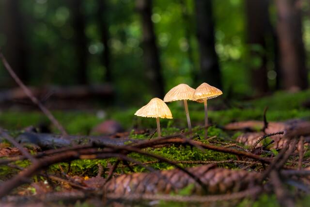 9 Herbstzeit ist Pilzzeit im schönen Pfeffelbacher Wald | Foto: Stefan Jung