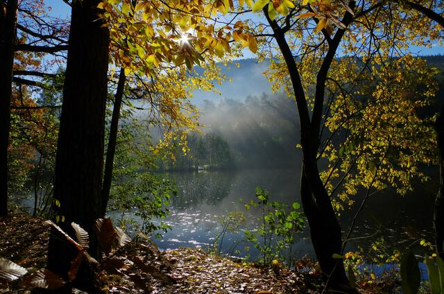 26 Herbstfarben und Nebel am St. Martiner Weiher | Foto: Werner Traudt