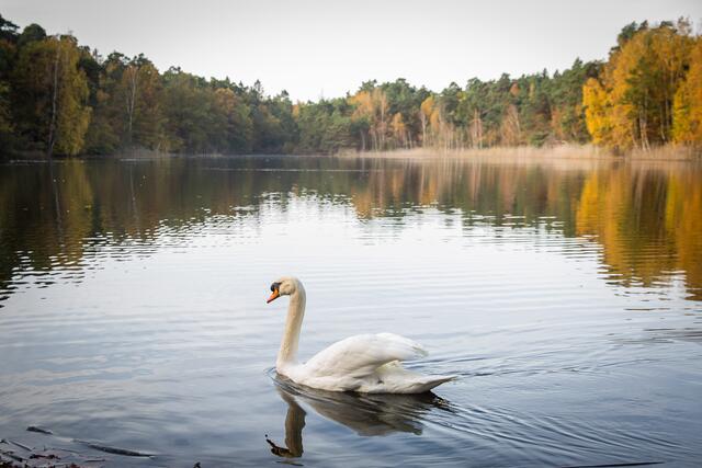  19 Ein Schwan am Vogelwoog (Pfalz), Kaiserslautern  | Foto: Eda Tümkaya