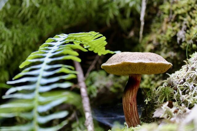 46 Ein Pilz im Schatten des Waldes: ein stilles Waldporträt im Glasbachtal   | Foto: Sarah Nebling