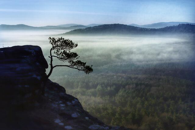30 Die kleine Kiefer am Rötzenfels. | Foto: Julia Reichelt