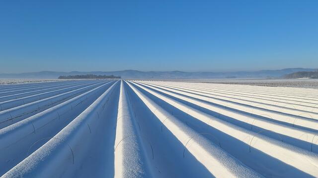 37 Spargelfeld unter der Schneehaube; Fußgönheim (Vorderpfalz) | Foto: Torsten Kerbeck