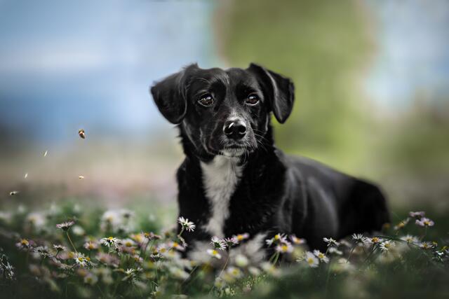 10 Darf ich vorstellen? Das ist die rumänische Mischlingshündin Ebby. 
Sie wurde von dem rheinland-pfälzischen Verein "Sammelstelle für Tiere in Not e.V." nach Deutschland vermittelt und hat ein unglaublich liebevolles Zuhause in 67159 Friedelsheim gefunden. Am Rande der wunderchönen Weinreben ist im Rahmen eines Fotoshootings dieses Foto entstanden. Ein Beweis dafür, wie unglaublich schön unsere Toskana Deutschlands doch ist und mit einem Herz auf vier Pfoten umso mehr! | Foto: Fellkinder Fotografie - Kimberley Koch