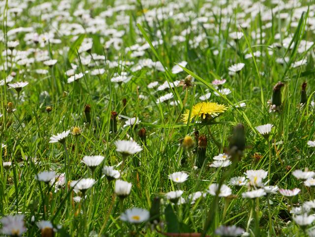 28 Blumenwiese an der Kaltenbrunner Hütte (bei Neustadt/Weinstraße) | Foto: Klaus-Peter Schäfer