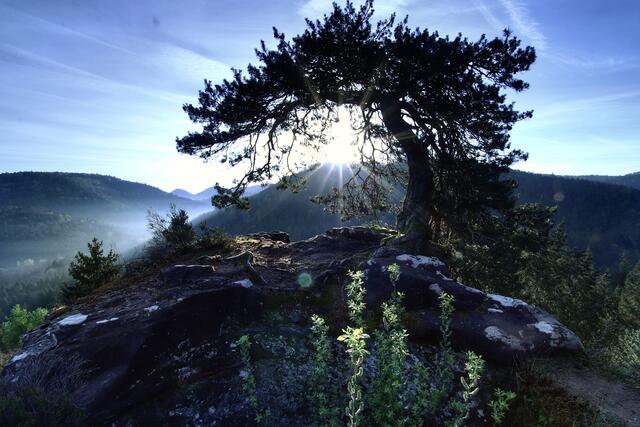 36 Gipfelkiefer an der Blumenstein. | Foto: Julia Reichelt