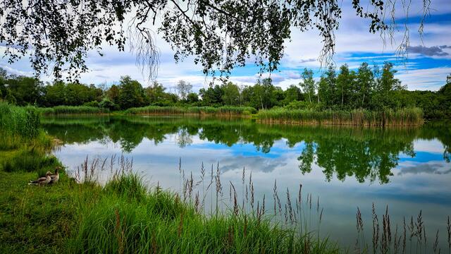 39 Gänse in der Erdekaut in Eisenberg | Foto: Katrin Scherr