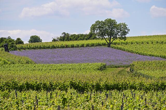 21 Blaues Blütenkissen, mitten im Wingert nahe Asselheim | Foto: Ilona Schäfer