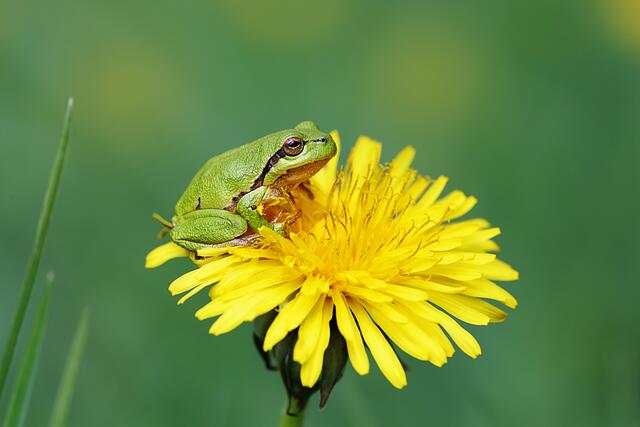 41 Laubfrosch, Speyer am Altrhein | Foto: Beate Wurster