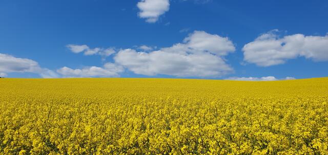 8 Rapsfeld, Ehweiler  | Foto: Jennifer Neutzsch